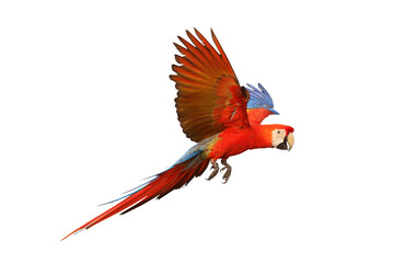 Colorful flying macaw parrot isolated on white