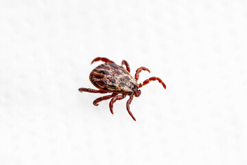 Encephalitis Infected Tick Insect Crawling on White Background. Lyme Borreliosis Disease or Encephalitis Virus Infectious Dermacentor Tick Arachnid Parasite.