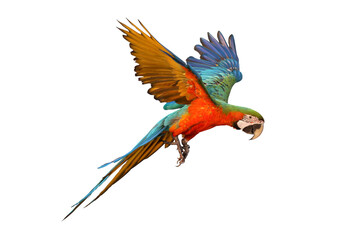 Colorful flying macaw parrot isolated on white
