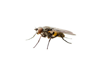 Drosophila Fruit Fly Diptera Parasite Insect Isolated on White Background