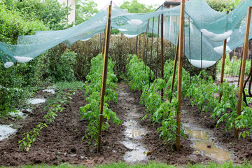 Hail in a vegetable garden. The plants are protected by a net