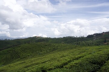 Nature with landscape and tea garden 