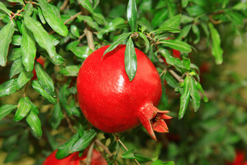 Single red pomegranate across green leaves