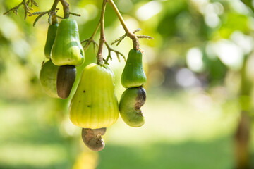 Cashew nuts grow on a tree branch. Cashew nuts (Anacardium occidentale)