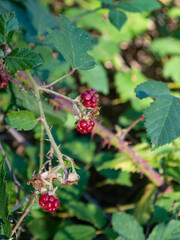 Bramble with some berries on it.