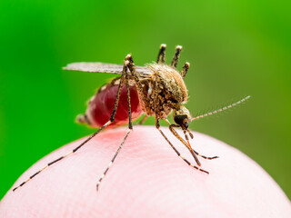 Zika Infected Mosquito Bite on Green Background. Leishmaniasis, Encephalitis, Yellow Fever, Dengue, Malaria Disease, Mayaro or Zika Virus Infectious Culex Mosquito Parasite Insect Macro.