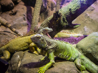 Iguanas resting on a rock