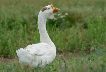 Obraz premium Large white goose with a thick beak. Breeding geese on the farm.