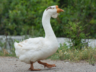 A large white goose walks along the road. Breeding geese on the farm.