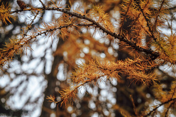Golden larches in Switzerland, Lötschental