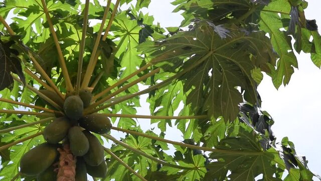 Low angle view of papaya tree flutter in the wind and strong sunlight. Close up tropical green foliage agriculture plant.