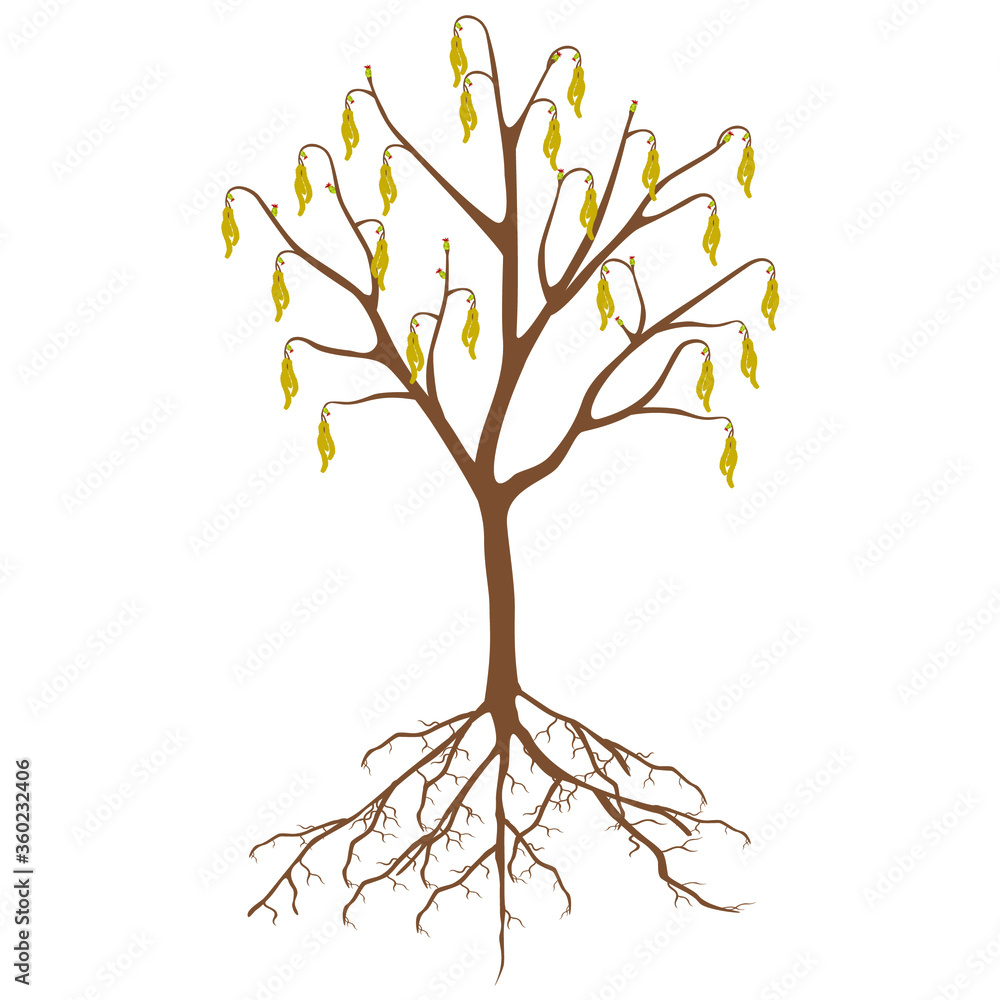 Canvas Prints hazelnut tree with flowers and roots on a white background.