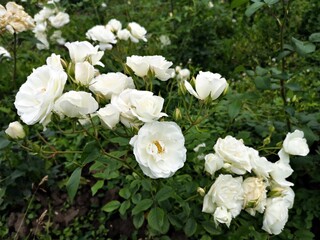 Obraz na płótnie Canvas White roses in the garden