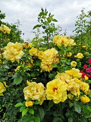 Naklejka na ściany i meble Red and yellow roses in the garden