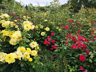 Red and yellow roses in the garden