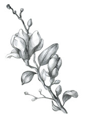 Pencil drawn magnolia twig isolated on white background. Spring flower illustration. Magnolia flowers isolated. 