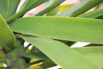 macro palmtree leaf
