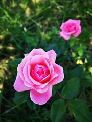 Pink flowers in the garden - Roses - Close-up picture