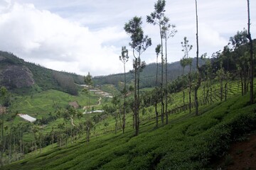 Fototapeta na wymiar Nature with landscape and tea garden 
