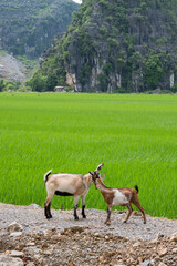 Goats and rice plantations