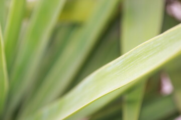 macro palmtree leaf