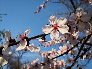 Blooming trees branches - pink delicate flowers
