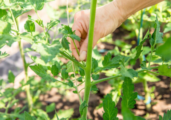 Naklejka na ściany i meble Close up of woman hand pinch off excessive shoot sucker that grow on tomato plant stem in greenhouse, so tomato plant gets more nutrition from soil to grow tomatoes.