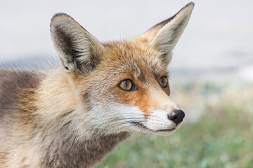 Naklejka na ściany i meble A photo of a wild fox in the Monfrague National Park