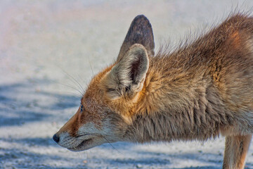 A photo of a wild fox in the Monfrague National Park
