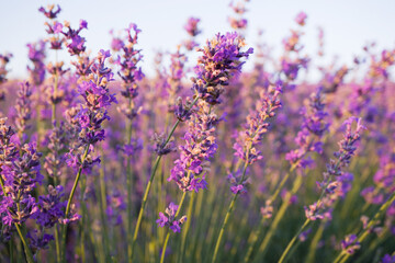 Purple lavender flowers on a blue clear sky background. Blooming lavender in the sunlight. Beautiful summer day. Close-up, selective focus.