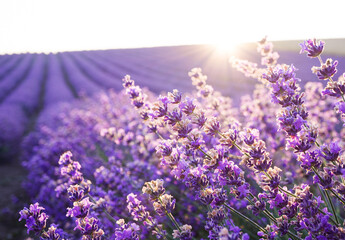 Beautiful view of blooming lavender fields under a bright morning sky. Rows of shrubs of blooming lavender stretch to the horizon. Amazing sunrise over the lavender field.