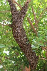 Bees make large nests on trees to find nectar from flowers.