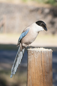 An Azure-winged magpie in the Monfrague National Park. Cyanopica cyanus.