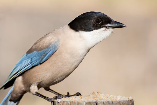 An Azure-winged magpie in the Monfrague National Park. Cyanopica cyanus.