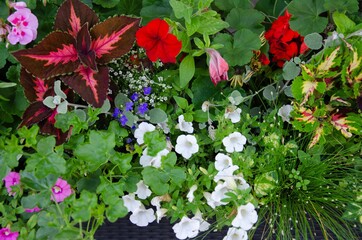 Colored flowers of fur plants in flowerpots background
