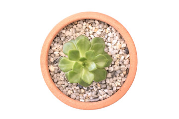 Top aerial view little Aeonium in a pot with stone isolated on a white background