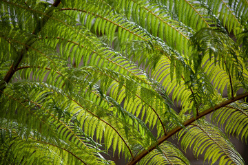 Ferns thrive in the tropical Guatemalan rain forest.