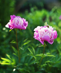 Pink peony flowers on a natural green backdrop. Spring summer flower background with copy space. Soft focus