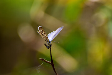 TINY BUTTERFLY ON A DRY STEM