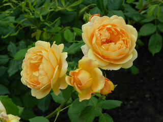 yellow roses in garden
