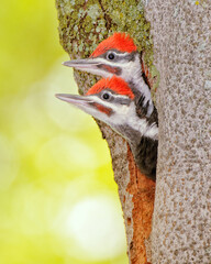 Pileated Woodpecker chicks, sticking their heads out of the tree hole as one of the parents returns with food.