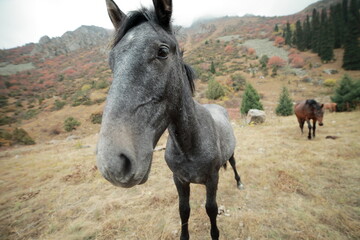 Cheerful gray horse on a lawn in the mountains