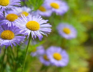 Purple flowers in the garden,Daisy flowers.