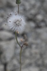 Dandelion seeds ready to fly away in Sapporo Japan