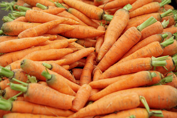 Fresh yellow carrots with green stems
