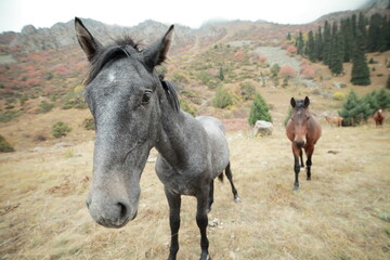 Cheerful gray horse on a lawn in the mountains