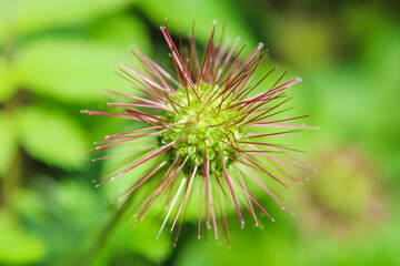 close up of a green plant