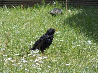 wet Starling on the grass