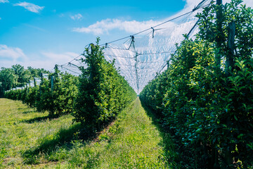 Extensive apple orchard on a sunny day in the field. Rows of green apple trees growing in the summer.