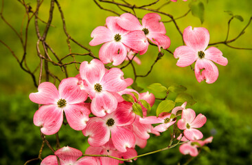 A pink dogwood tree in bloom in Salem, Oregon.